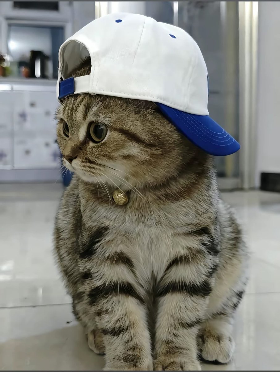 AuraWithCat's tweet image. 
