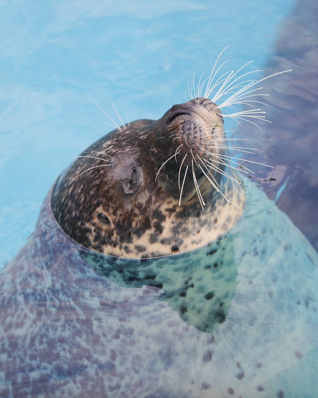 鴨川シーワールド シュラフ ルーナとトレーナーさん🫧𓇼 ⭒ ᩿ 2025.9. #鴨川シーワールド