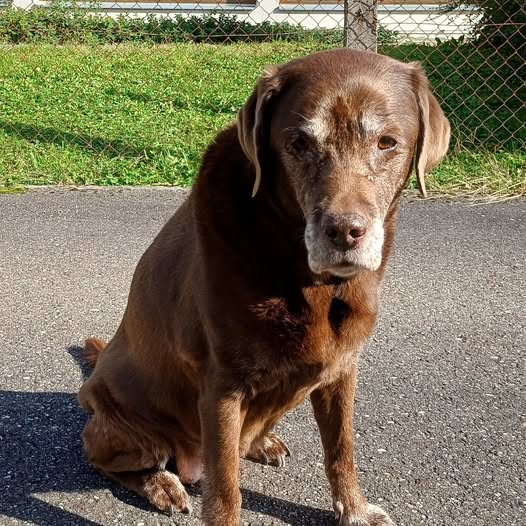 yolandaschultes's tweet photo. DRINGEND!!! Bitte teilt den armen Kerl!
Kopie: Tierheim Kehl
Privatvermittlung, der Hund befindet sich nicht bei uns im Tierheim.
Näheres zu den Abgabegründen im persönlichen Gespräch.
Naila ist eine 12 Jahre alte braune Labrador-Hündin. Sie ist sterilisiert, geimpft und gesund. Links am Bauch wurde bei ihr letztes Jahr ein Lipom entfernt, was sehr gut verheilt ist. Außerdem ist eines der Augen leicht entzündet.
Naila kennt Kinder, Katzen, Kaninchen und verträgt sich, so wie typisch für Labrador, mit allen bestens.
Es fällt uns nicht leicht, sie abzugeben.  Ich hoffe, dass Sie über Sie ein neues Zuhause findet, wo sie noch einige gute Jahre verbringen kann und die Zuwendung und den Auslauf bekommt, die sie braucht.
Kontakt kann gerne vermittelt werden.
Gemeinnützige Organisation
Alte Landstraße 3, Kehl, Germany
+49 7851 1755
info@kehler-tierheim.de