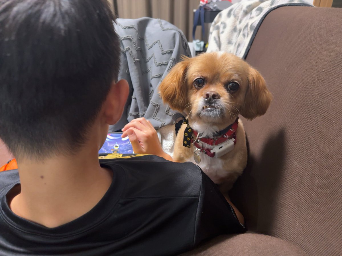 taka0815's tweet image. #犬 #保護犬 #ペキプー