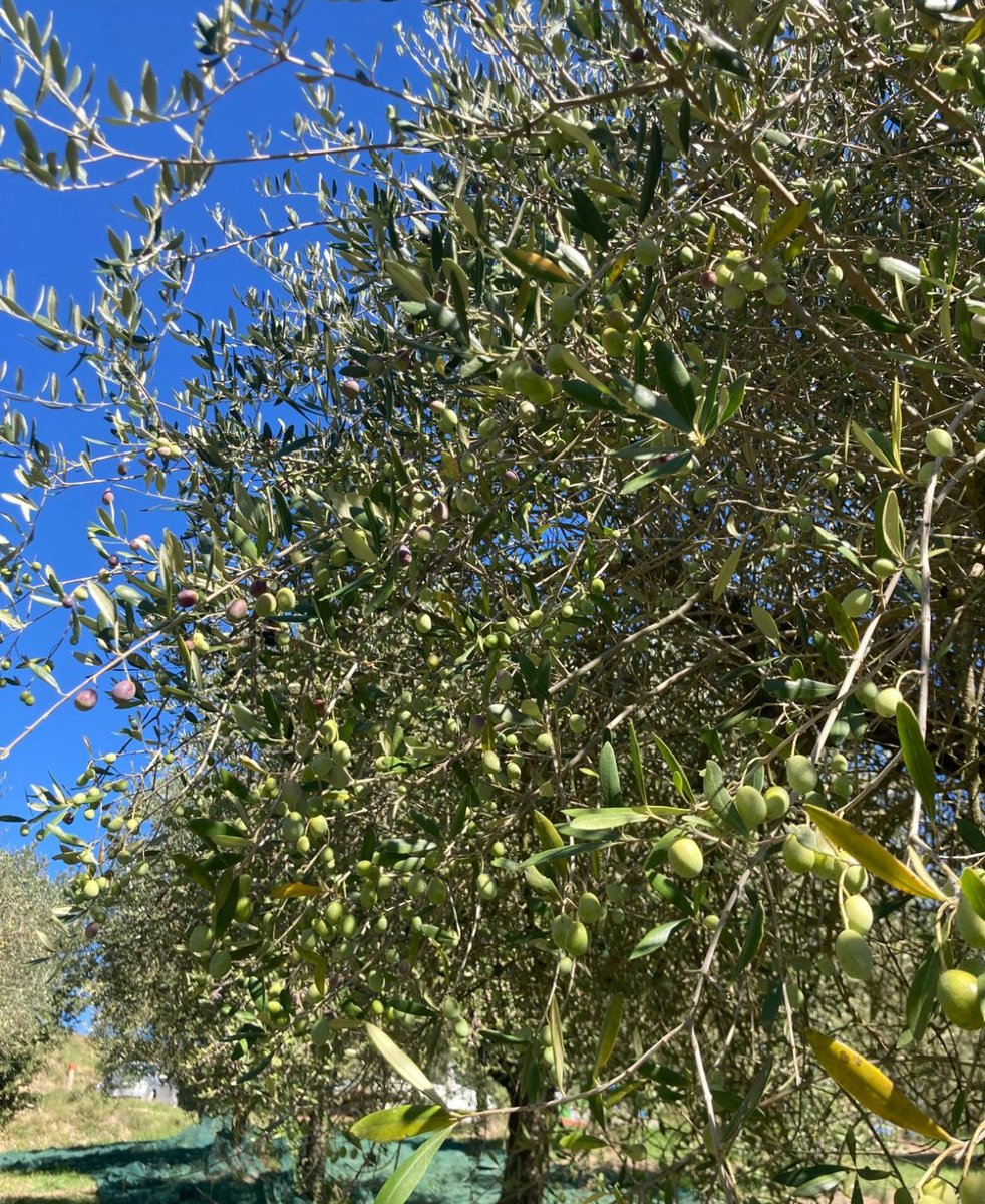 aleandrofagioli's tweet image. The season

#saturdaymorning #umbriatourism 
#NatureBeauty #nature #picture