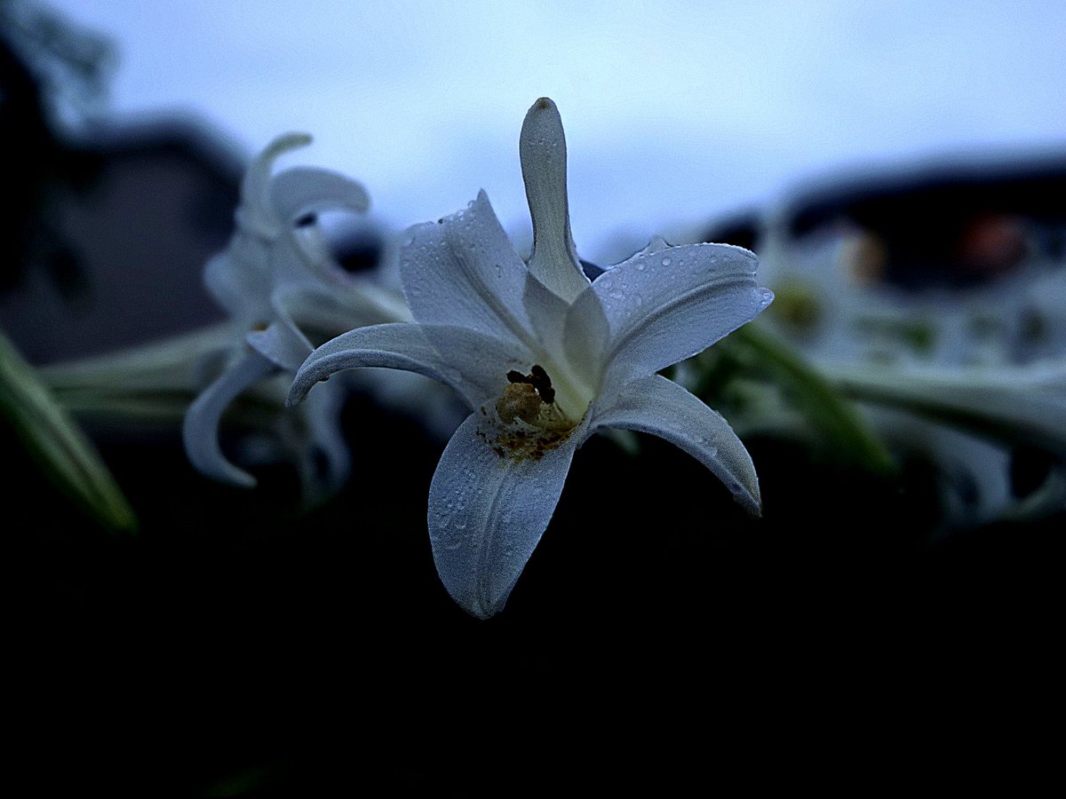Pechschwarz00's tweet image. いつかの帰り道
憂鬱なときは夕方や夜に咲いてる
お花に癒されてみるꕤ.｡
#写真で伝える私の世界
#キリトリセカイ #癒し