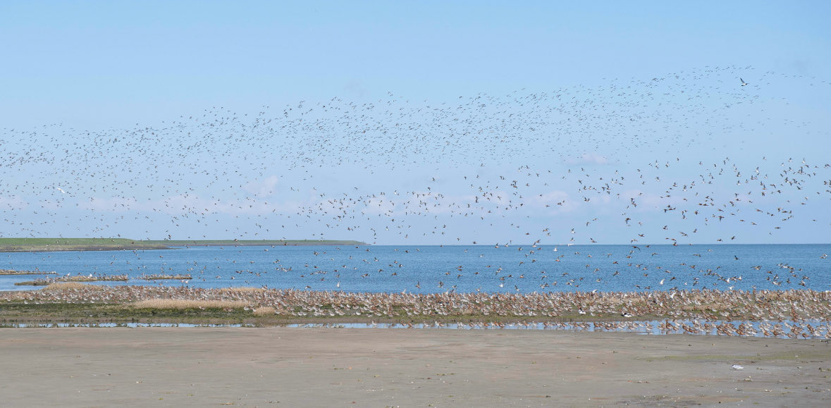 🕊️ On #WorldMigratoryBirdDay we launch #FLYWAY2 — an EU-funded project by <a href="/EU_reforms/">SG REFORM 🇪🇺</a>, led by <a href="/Coastal/">Coastal North Florida</a> &amp; Marine Union – EUCC to protect wetlands &amp; migratory birds along the #EastAtlanticFlyway. With 
<a href="/BioConsult/">Rafael Motta</a> <a href="/EcoscienceAU/">EcoscienceAU</a> <a href="/IHCantabria/">IHCantabria</a> @INBOVlaanderen <a href="/WURmarine/">WUR Marine</a>