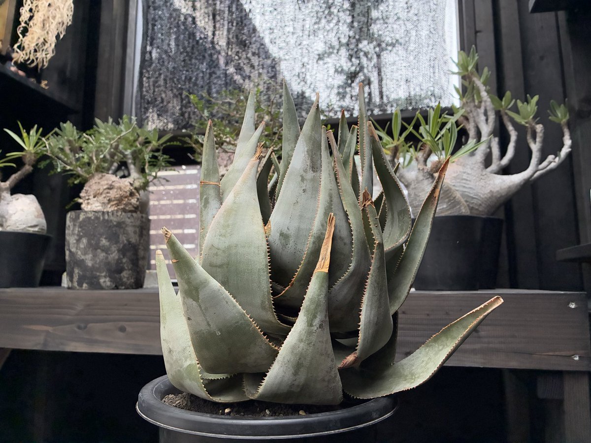 fuji35go's tweet image. 1日雨は萎える

希少アロエを添えて☔️

#多肉植物
#マダガスカル
