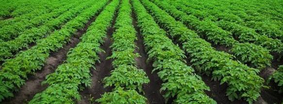 👉Do you want Better harvest?👇
-use Improved seeds 
-Prepare soil well 
- use organic &amp; inorganic fertilizers
-Respect the recommended spacing 
-Irrigating when necessary 
-weed regularly 
-Control pest &amp; Disease regularly 
-Monitoring&amp;Evaluation .
<a href="/CABI_Plantwise/">CABI PlantwisePlus</a>