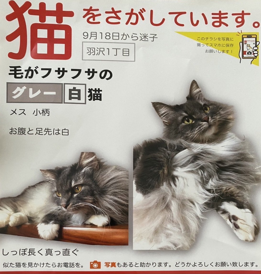 saorin 사오린 (@saorin_17) / Posts / X