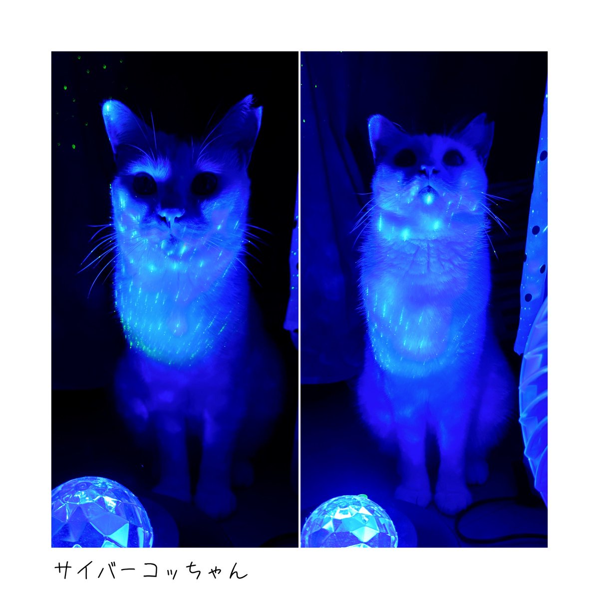 tasogare_dou's tweet image. 魚沼産コシヒカリ(新米)で紅白まぐろ丼｡
特に何もない1日を無事過ごせたことを祝った昭和100年10月10日｡
note.com/kaonekosuki/n/… #note

#おうちごはん
#こういうのでいいごはん
#丁度いいごはん
#魚沼産コシヒカリ
#新米
#しまむら
#ホットビューラー
#猫 #保護猫
#猫のいる幸せ
#猫のいる暮らし