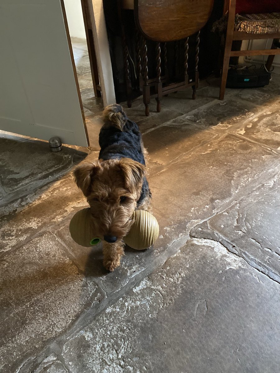 The butler is drinking coffee and doing Wordle so I have dug this old favourite out of my toy box and brought it to be filled. 
The HK has obliged in this task. 
The butler can’t do more than one thing at once.