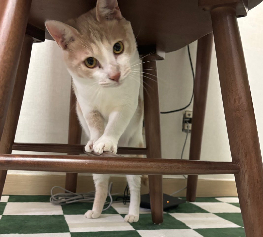 아직도 내가 입양 문의가 없다고..?
하나도…?
이렇게 잘생겼는데..?

#가족찾는_생강이
접종완료❗️ 중성화 완료❗️ 질병검사 완료❗️