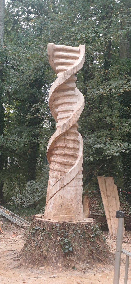 Avant/après 
Sculpture "l'échelle ADN qui sort du tronc"
#juliencolboc 2025
Chêne 
Projet passionnant sur lequel  je vais communiquer plus largement bientôt.