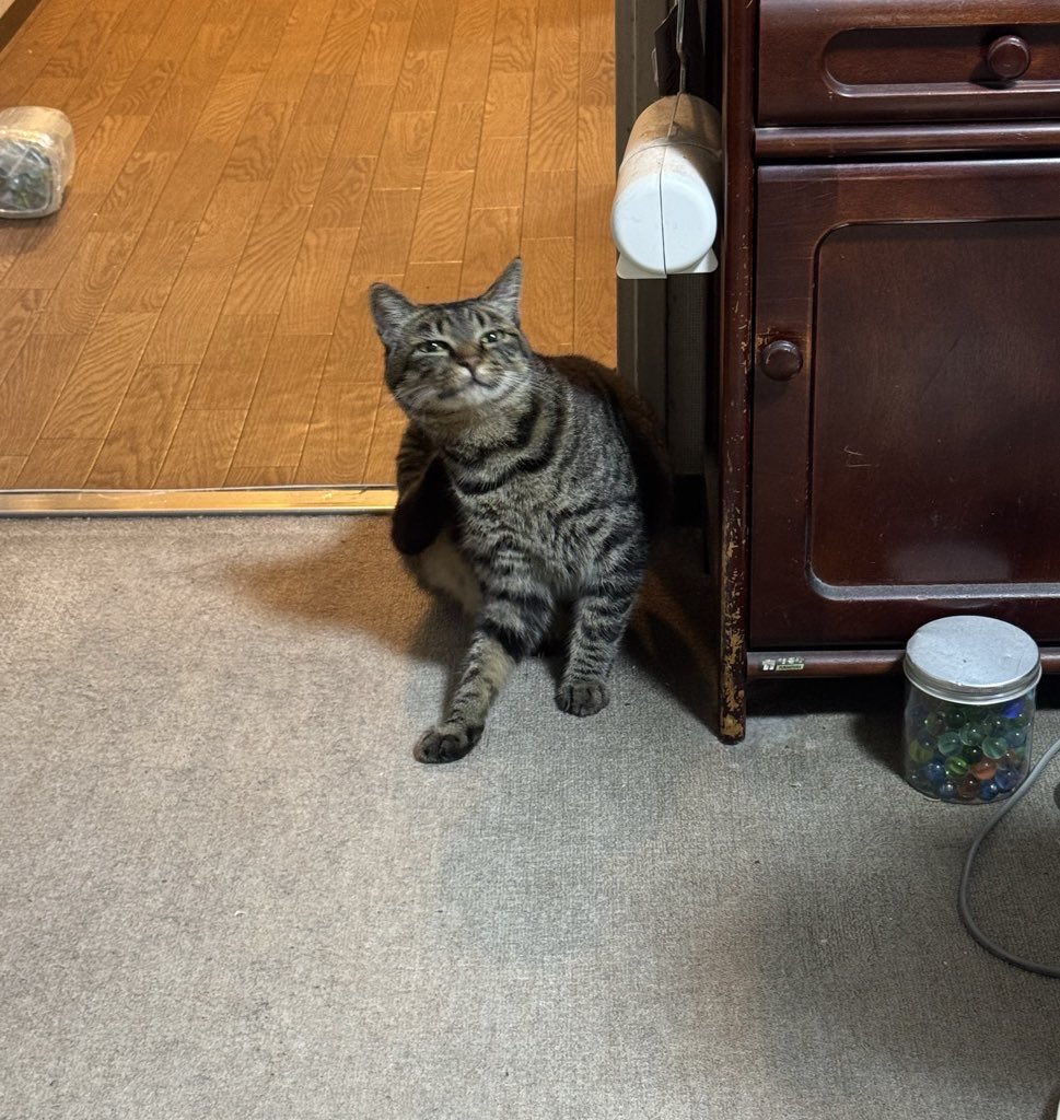 本日、対象（猫）との最短接近距離更新に成功📸 なお依然として触れる気配ゼロ🐾