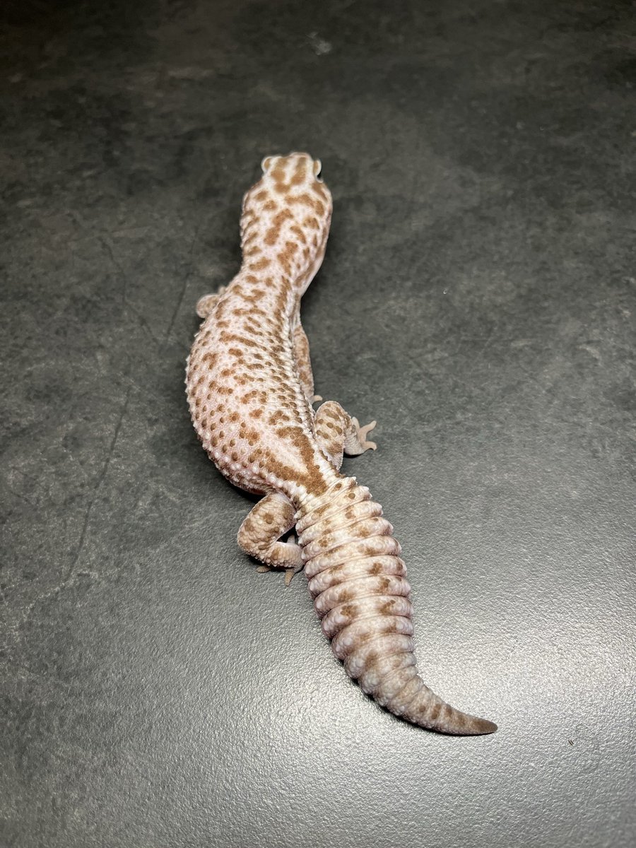 Noirreptiles's tweet image. オレオパターンレスhetゴースト♀
アダルトサイズ

もちふわわがままボディ🫶🏻︎💕︎︎
パープルヘイズ繁殖に最適 即戦力アダルトちゃん！
X割引価格✨️￥48,000
#ニシアフリカトカゲモドキ #爬虫類 #BO大阪 H0115