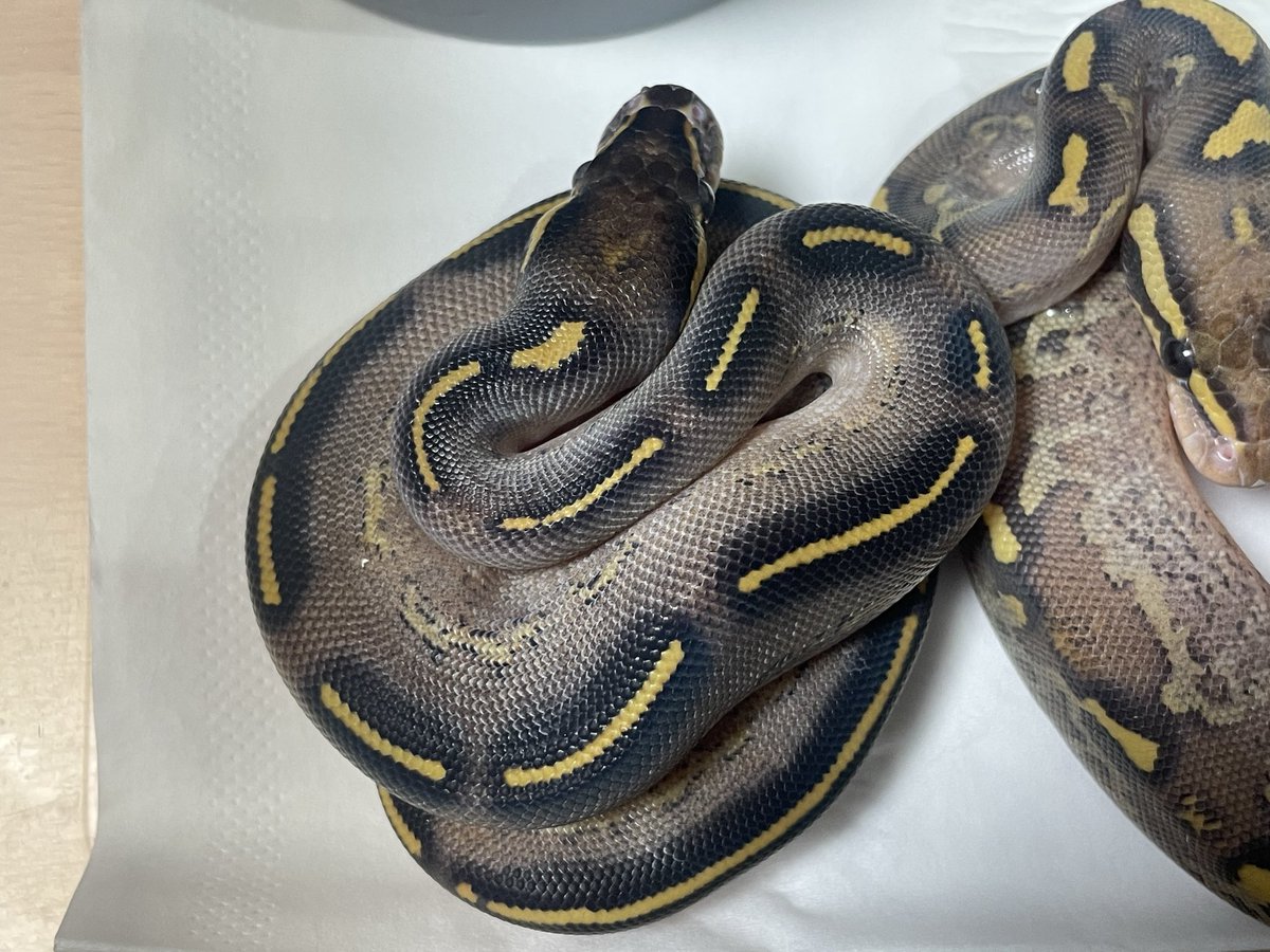BMMorphsJapan's tweet image. このクラッチもFS完了

Black Head Freeway ♂
Cinnamon Freeway ♀

#ボールパイソン
#ballpython
#BMMcb