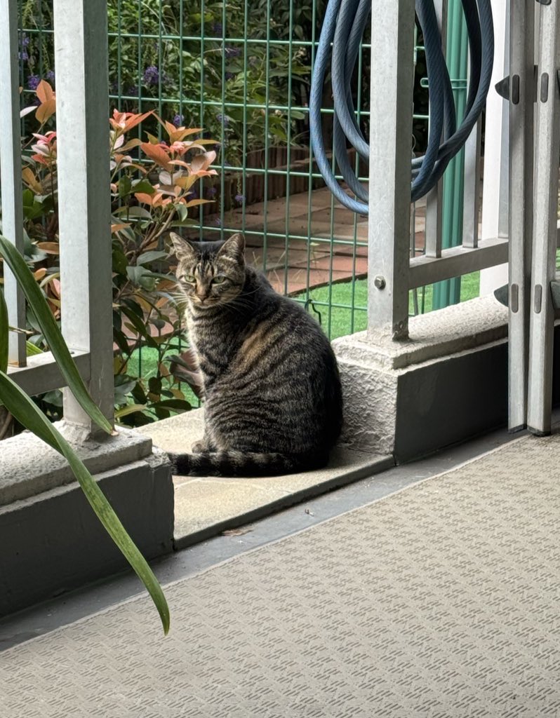 触ろうとした瞬間にマッハ退避。あれはもう意志じゃない使命を感じる。あ、やばい奴いるぞとw。この距離までか悔しい🥺