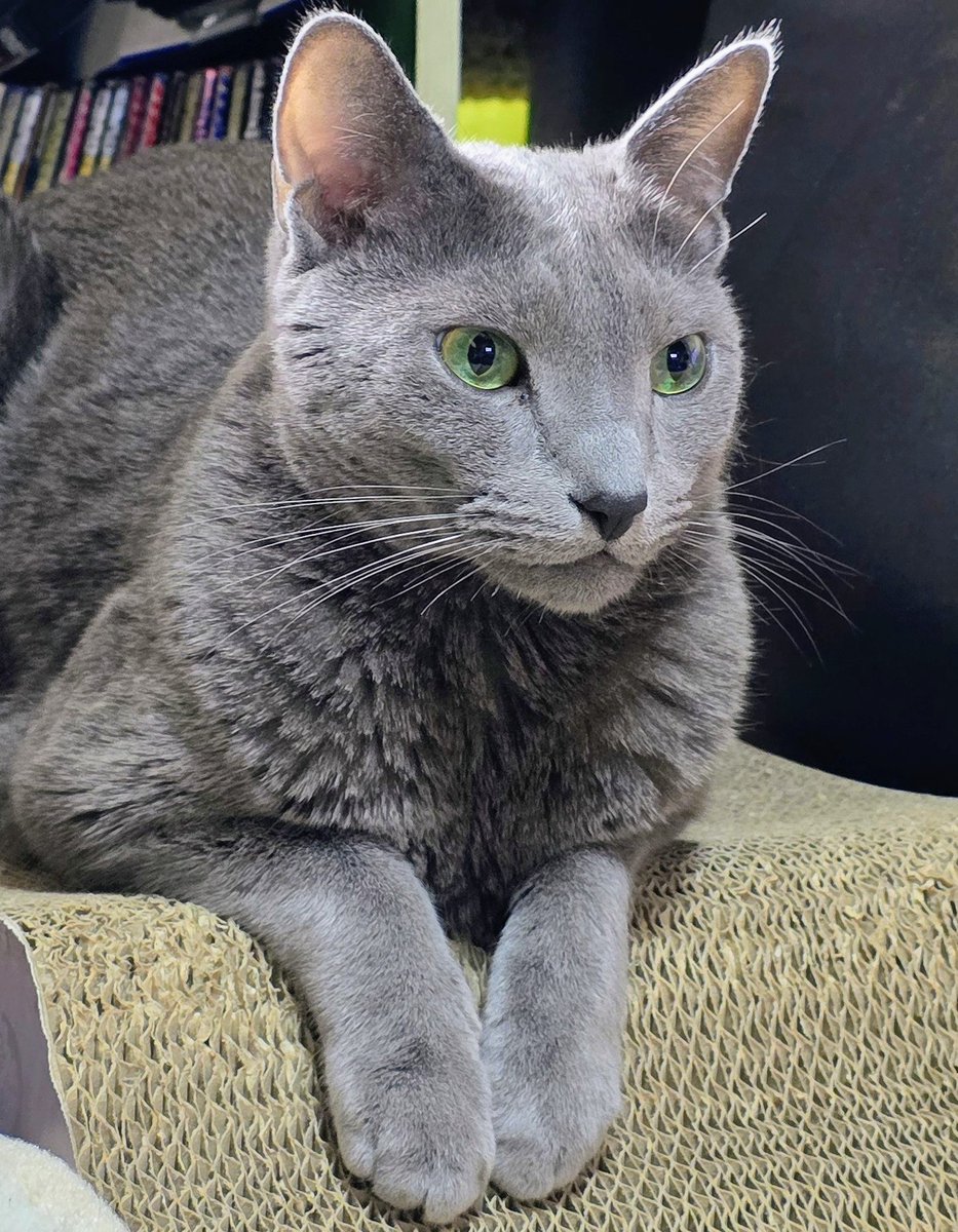 UoS4AbZDjYwo7sQ's tweet image. いきなり寒くなって猫用コタツが壊れた
😿🐈‍⬛人用のコタツより高いしなぁ～🤔どうしよう🥺
#土アップ祭 
#猫好きさんと繫がりたい𓏲𓎨 
#ねこと暮らす
#ネコ
