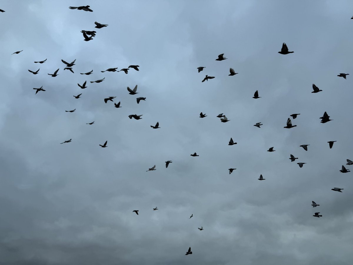 dent_alistair's tweet photo. @bigphil321 Had fish and chips at Hunstanton we were circled by a crowd of seagulls and crows!
#howtheotherhalflive https://t.co/EyNIUDIDw8