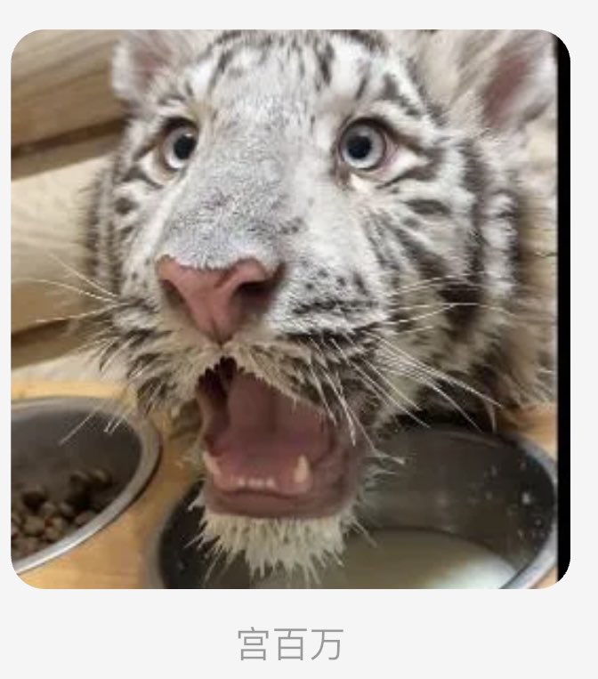 宫百万是一只抖音上有百万粉丝的白虎，是一个吃牛肉差点把自己噎死的