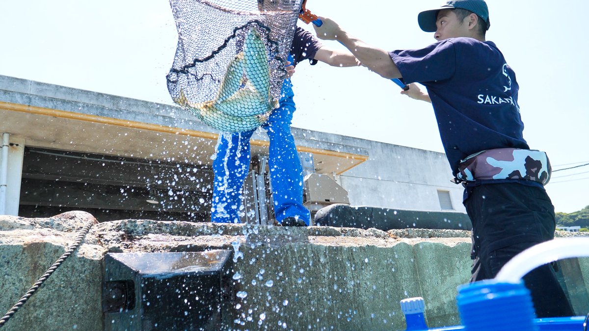 FOODSTAR_JP's tweet photo. 幻の魚から絶品魚ができるまで！世界初の養殖魚「夢あじ」をつくる「さかなドリーム」に密着
https://t.co/kT9JIXLOJg
@sakanadream0703 https://t.co/crCy3TFRLP