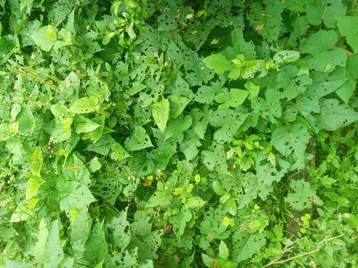 MikeAgrow's tweet image. 🌿 My plant started showing yellowing leaves and sticky residue. After checking with Google AI, I found the culprit: whiteflies 🪰
Tiny insects that can cause big damage. Here’s what I learned and how I’m managing them naturally 👇
#SustainableAgriculture #PestControl