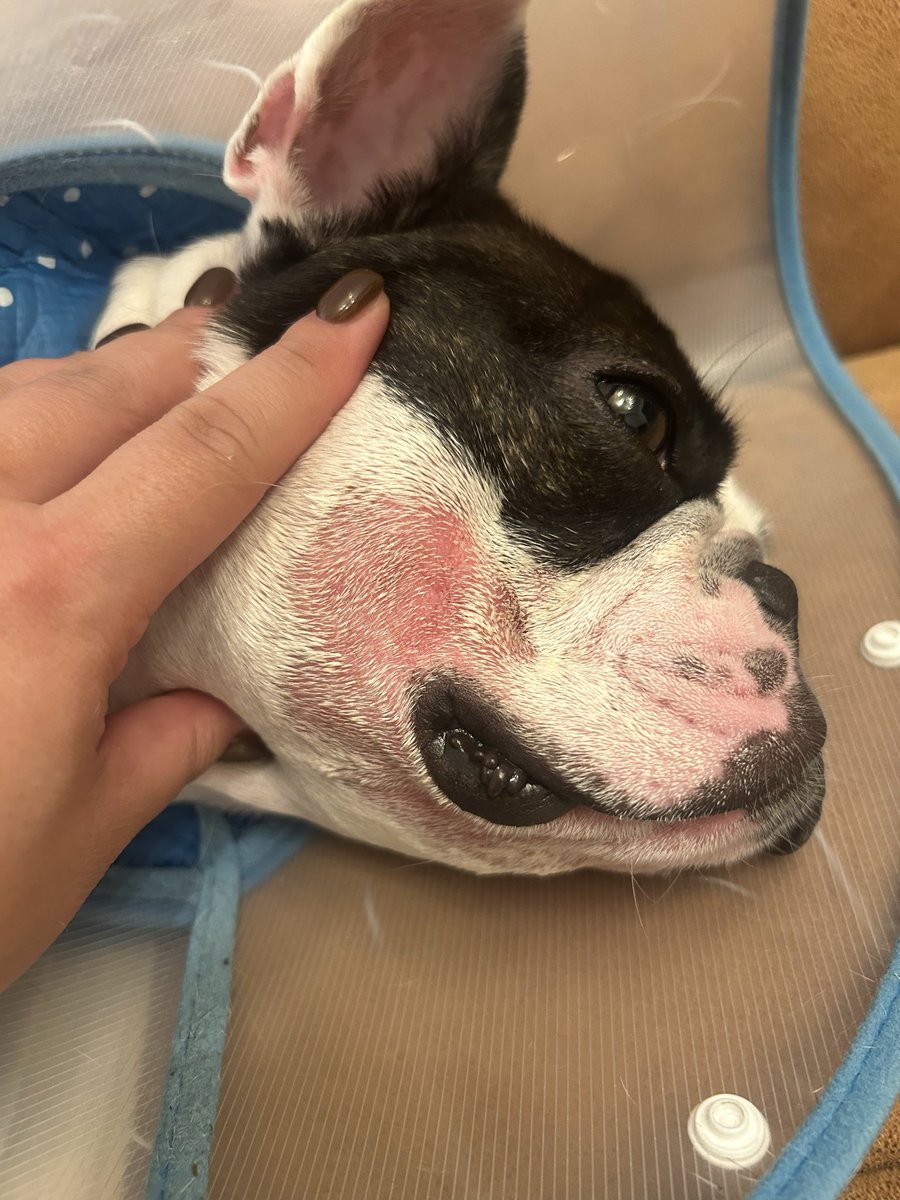 gabu0323's tweet image. 福岡で、フレブルの皮膚に詳しい動物病院ないやろか😢どんどん酷くなってる。
いろんな方にアドバイス頂いて、色々試してみてますが、一向に良くなりません😭
ずっとカラーはしてるけど、いろんなものに顎を擦り付けて掻いてしまって。。
可哀想で泣けてくる