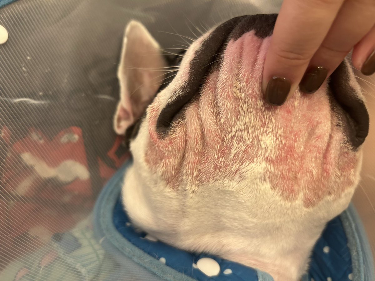 gabu0323's tweet image. 福岡で、フレブルの皮膚に詳しい動物病院ないやろか😢どんどん酷くなってる。
いろんな方にアドバイス頂いて、色々試してみてますが、一向に良くなりません😭
ずっとカラーはしてるけど、いろんなものに顎を擦り付けて掻いてしまって。。
可哀想で泣けてくる