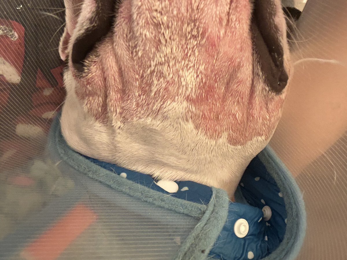 gabu0323's tweet image. 福岡で、フレブルの皮膚に詳しい動物病院ないやろか😢どんどん酷くなってる。
いろんな方にアドバイス頂いて、色々試してみてますが、一向に良くなりません😭
ずっとカラーはしてるけど、いろんなものに顎を擦り付けて掻いてしまって。。
可哀想で泣けてくる