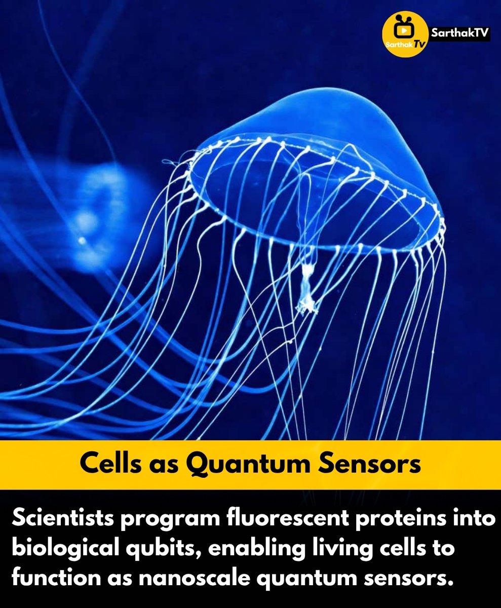 SarthakTv's tweet image. Quantum Biology: Cells Turn Into Sensors

 Scientists have achieved a breakthrough — programming fluorescent proteins into quantum sensors inside living cells A giant leap toward nanoscale computing and medical innovation.

#SarthakTV #QuantumBiology #ScienceNews #Innovation