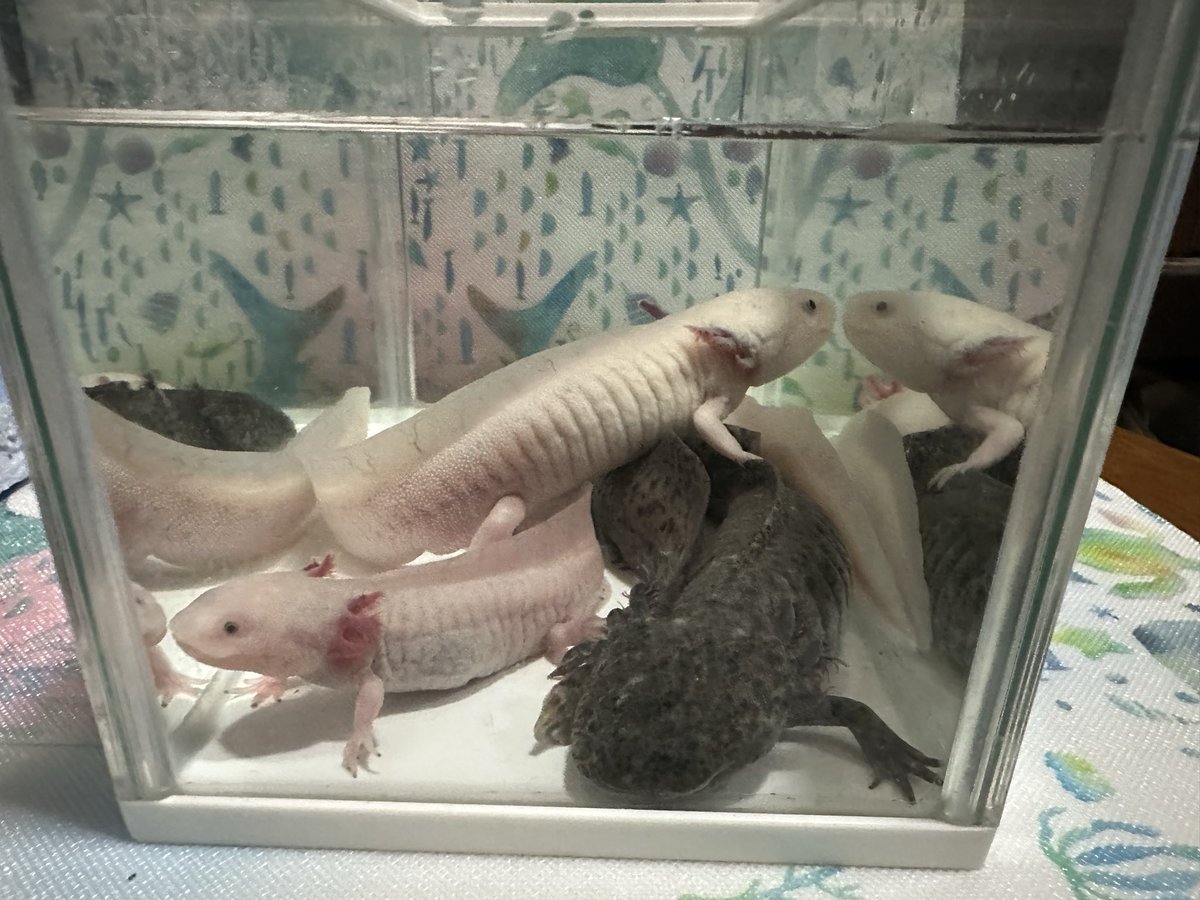 u_p_sara's tweet image. 今日は柿が取れないねぇ。
水換えもう少しで終了！