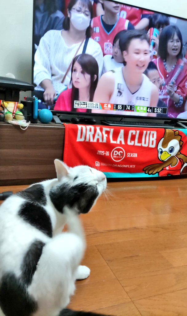 catlife0601's tweet photo. 富永くん4Qインパクト残したなぁ
明日は現地観戦🐾勝つ！
#ドラゴンフライズ https://t.co/o5zvkoOzoW
