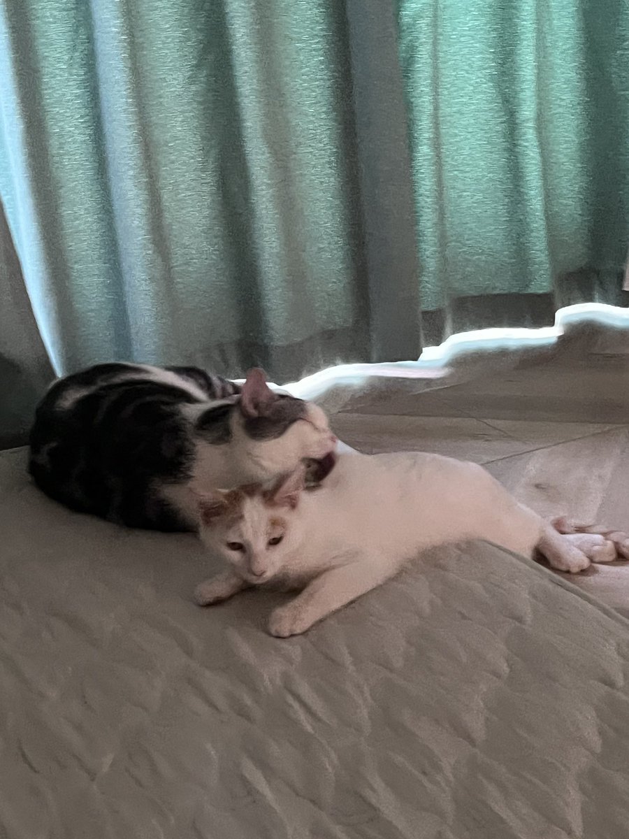 季夏 (@yetianlidong) on Twitter photo 