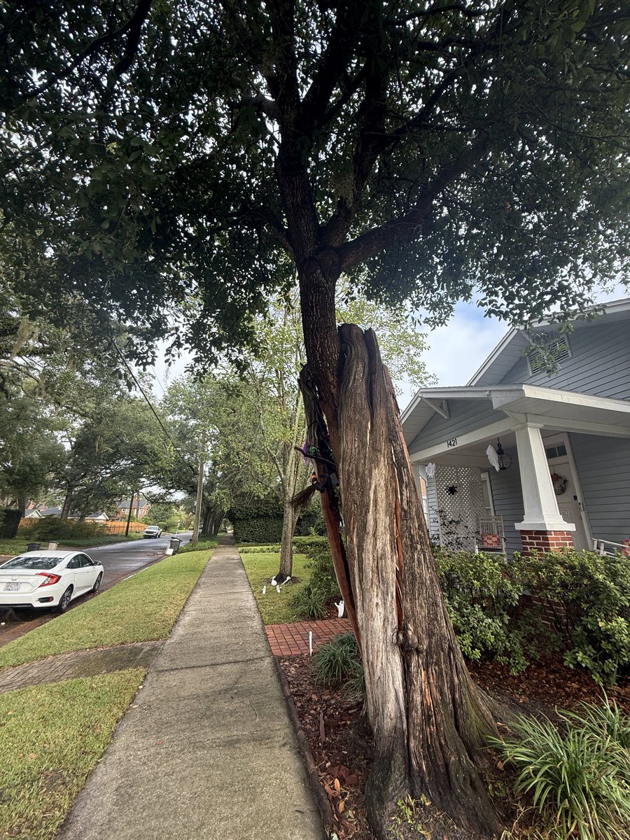 Wow, this tree grew within a tree! Thank you to the owners who saved it while making the dying tree a habitat and safe.