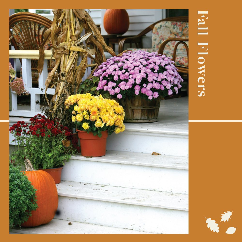 Embrace the beauty of autumn blooms in your garden! Which fall flowers are your absolute favorites?
