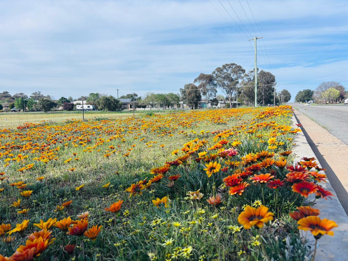 I was in #Riverina, NSW over the weekend and while canola was super impressive as always, #gazanias going rampant weren’t so encouraging. They are getting close to fence lines and it’s only a matter of time before we start seeing paddock infestations. Further research into