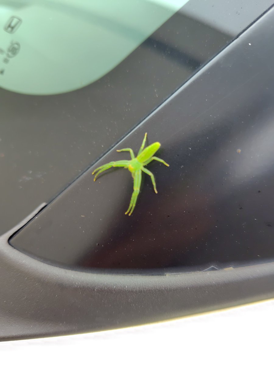 こんなに可愛いらしい蜘蛛、初めて見ました！（思わずパシャリ✨️）カラダが緑色で手の先が黄色なんて！グローグーみたいだね🥰💚💛
