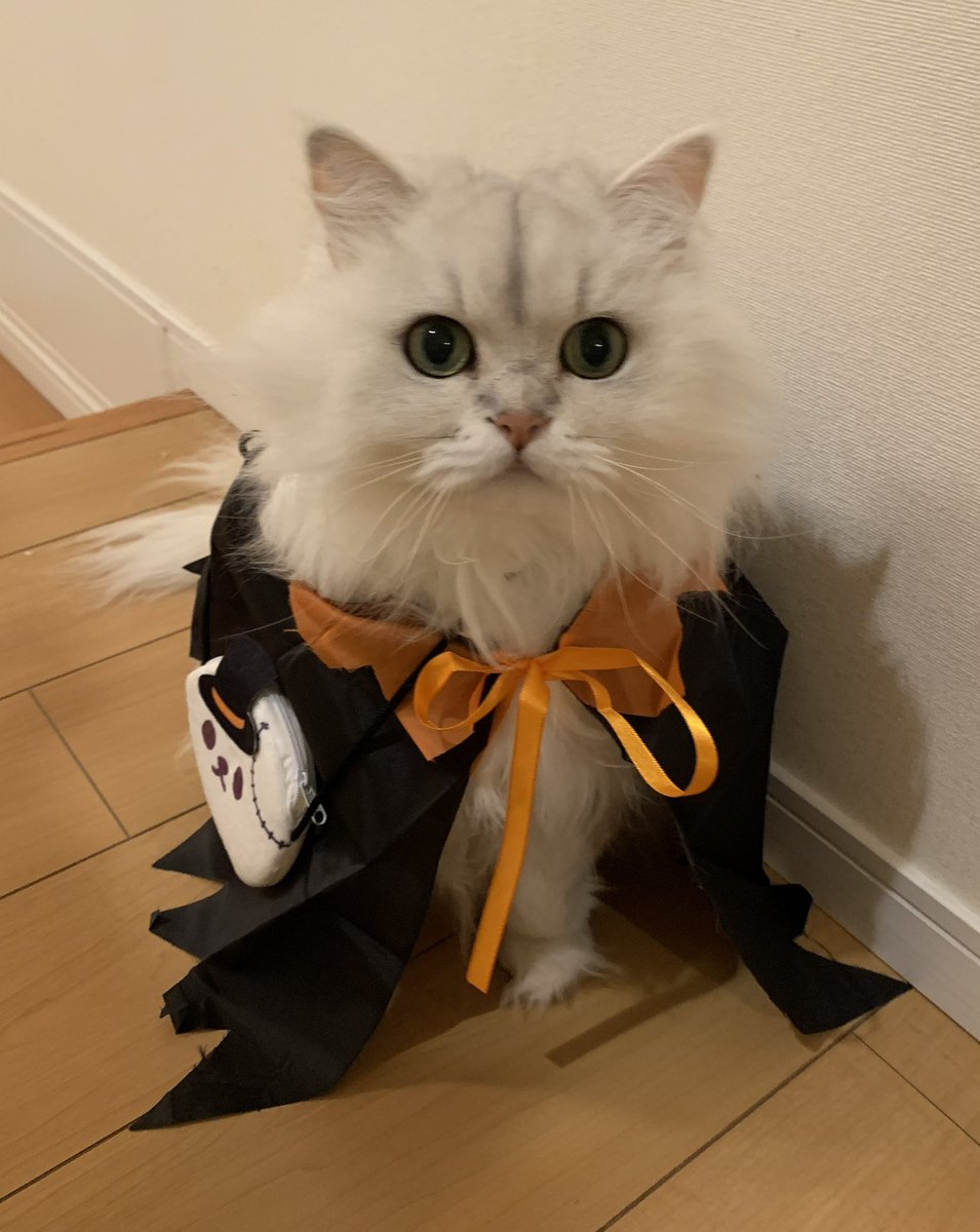 catCaravan0705's tweet photo. @nyantamach222 ハロウィンにはちょっと気が早いですが、、 https://t.co/YXK39IzKYL