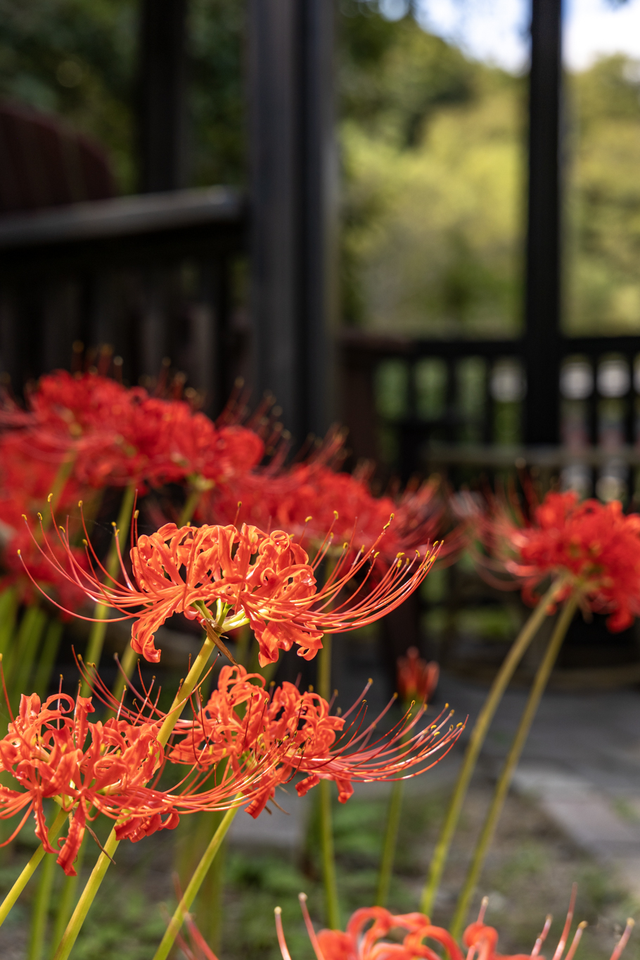 彼岸花 かずい on X: 