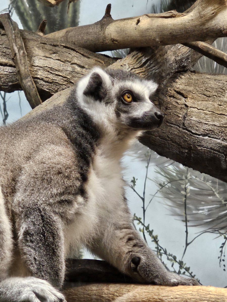 Good morning from a friend at our cities zoo