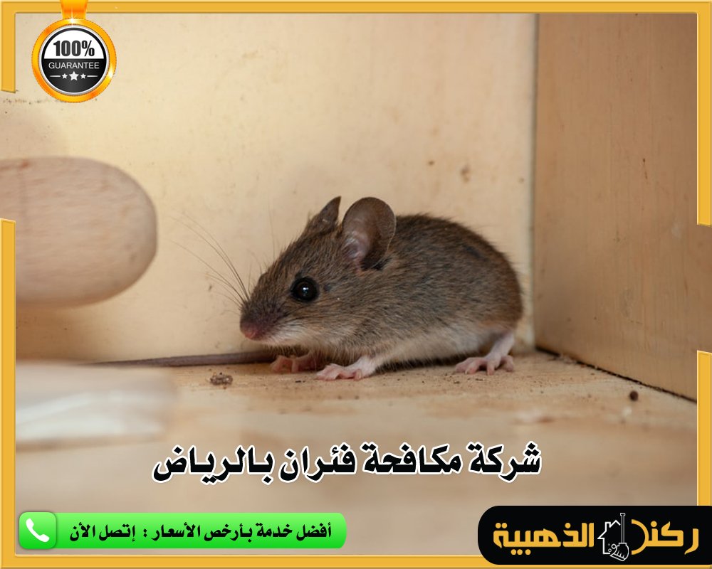 شركة مكافحة الفئران 🐁 بالرياض