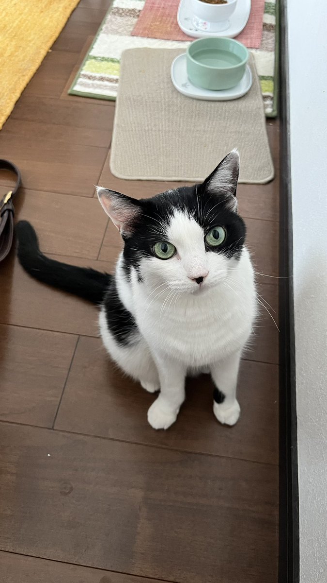 MelmoTheCat's tweet photo. Where's my treat for today? https://t.co/ISQX5NvehU