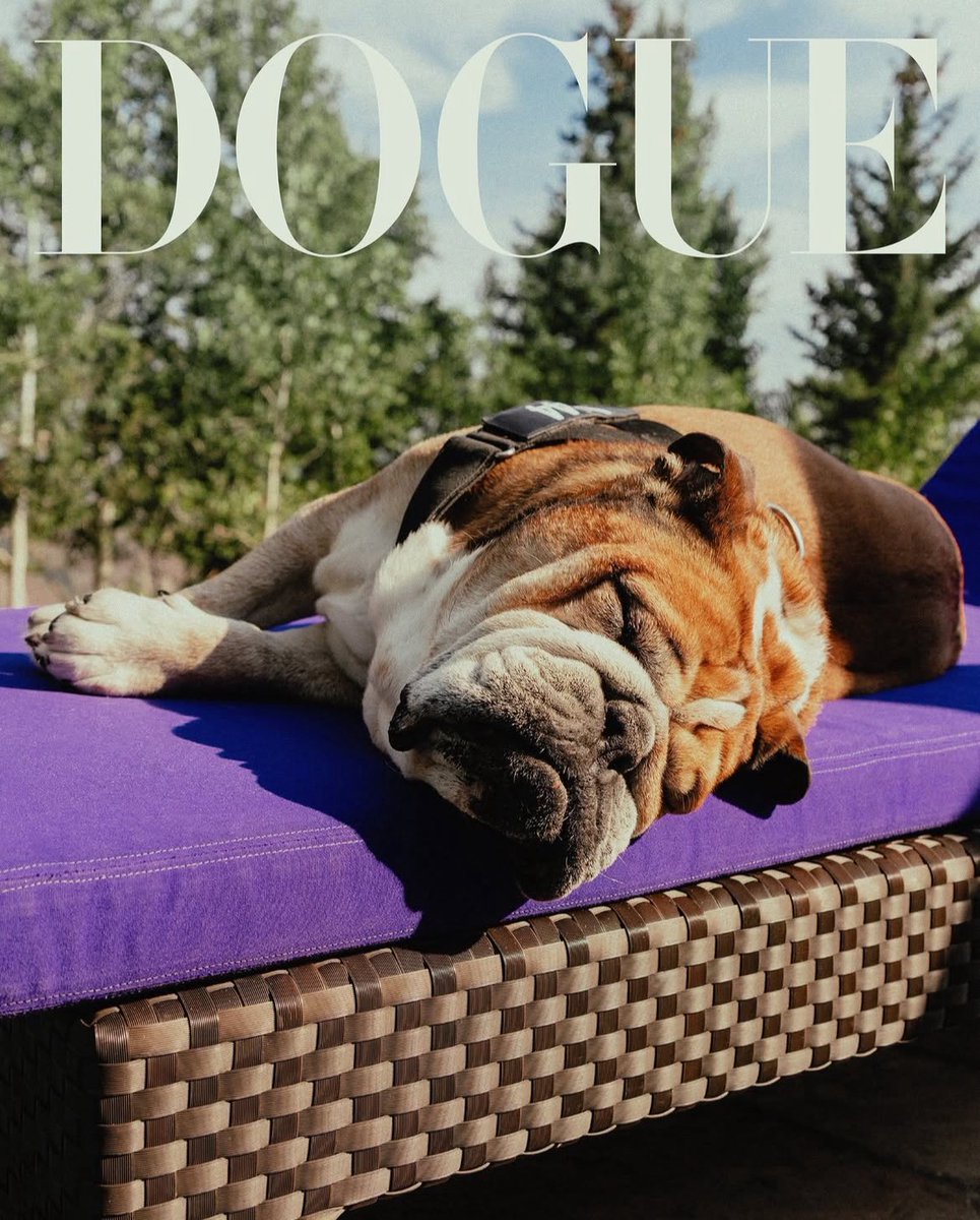 Dogue tweet media