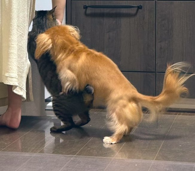 ちとせ (@inunonekochan) / Highlights / X