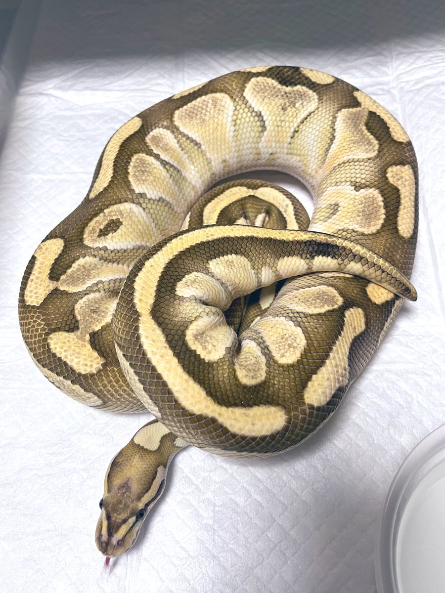 ma_am5458's tweet image. ヤワゲのおかげで体重戻った
産卵時1320g→1825g
来期もよろしくお願いします🙏
バターマッケンジーヘテロクラウン♀
Butter Mckenzie Het Clown
