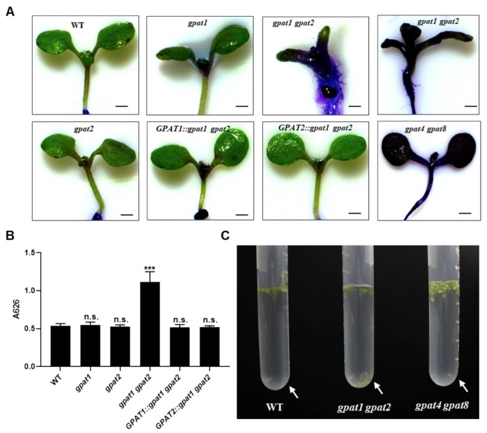 PlantCellRep's tweet image. NEW ONLINE: Mitochondrial GPATs protect Arabidopsis from water stress by impacting cuticle and secondary cell wall development link.springer.com/article/10.100…