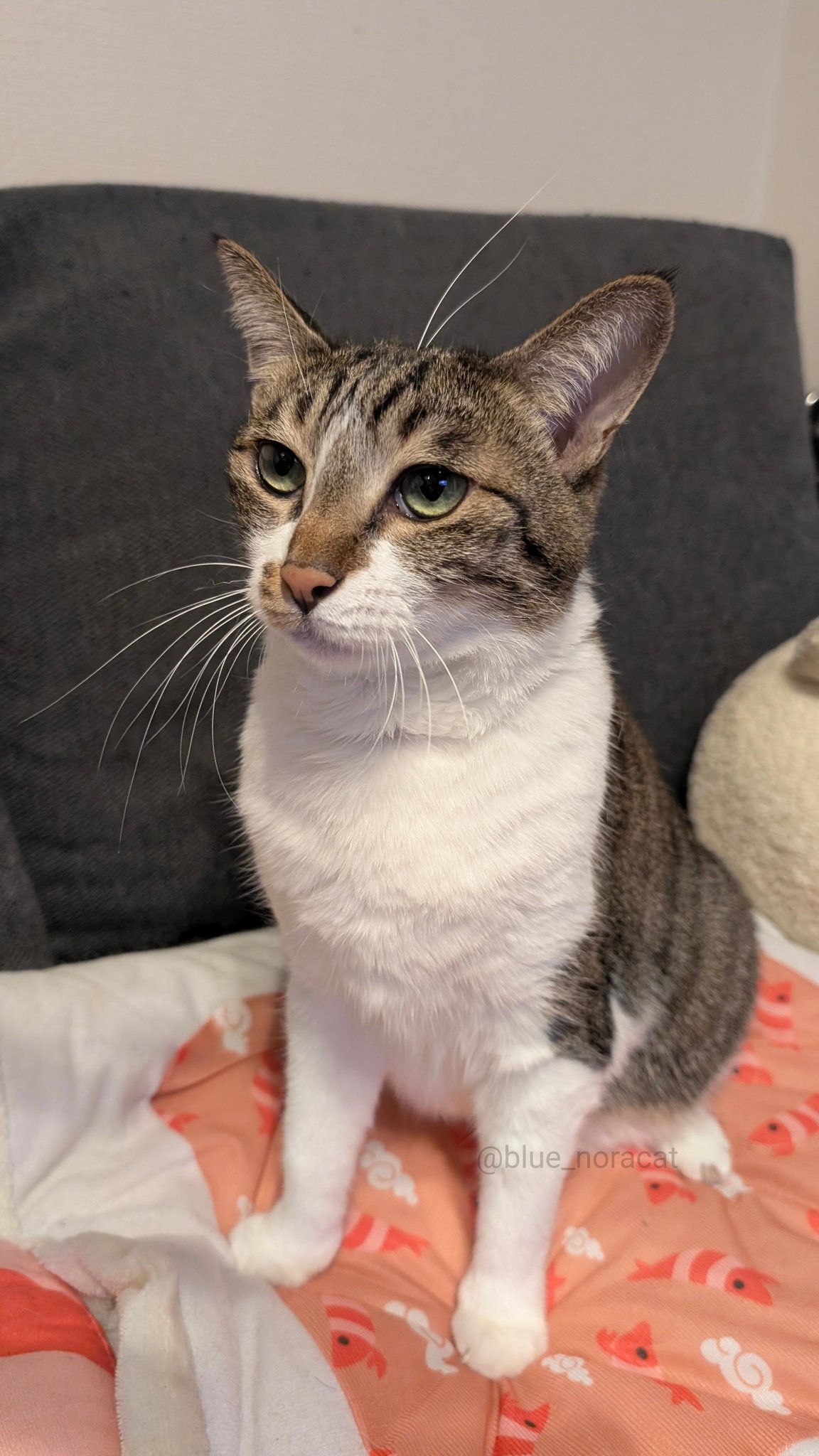 とらねこ Amazon.co.jp: VCD とらねこ(100万回いきたねこ)ノンスケール