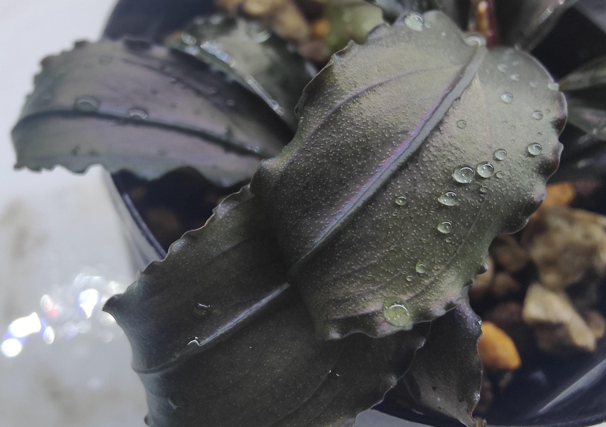 807さんBUCEPHALANDRA 光沢優先 807さんBUCEPHALANDRA 光沢優先 807さんBUCEPHALANDRA 光沢優先