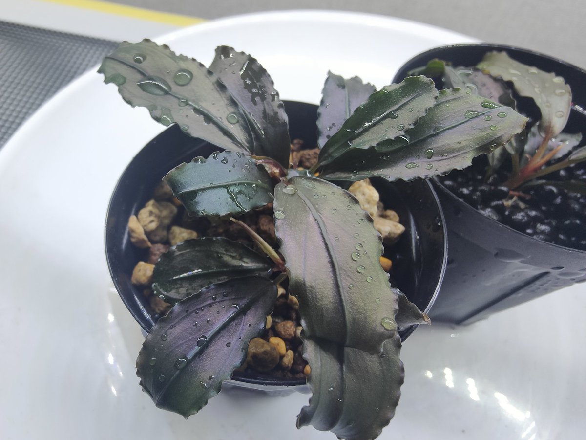 G*k様 ブセファランドラ Motleyana 新芽沢山あり　5株トリム可能 G*k様 ブセファランドラ Motleyana 新芽沢山あり 5株トリム可能