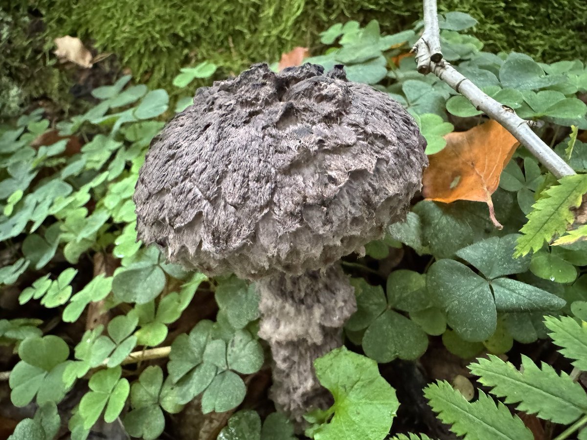 #MushroomMonday An „Old man of the woods“, Strobilomyces strobilaceus. Ein Pilz mit lustigem Namen: Strubbelkopf-Röhrling.