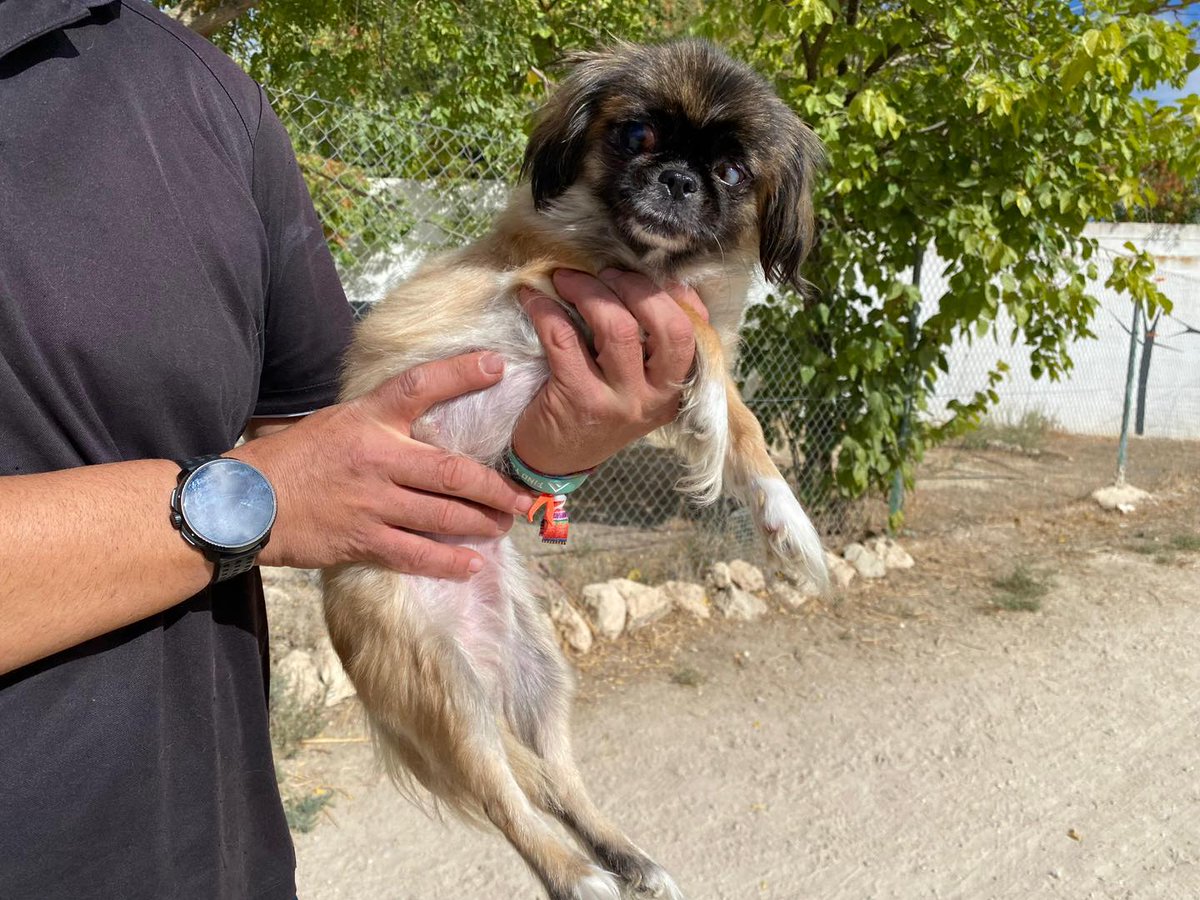 SosAbuelos1's tweet photo. #Albacete
#JANA es esta perrita #ciega de apenas Kilo y medio, que necesita supervisión y recibir medicación regular.

Con sus circunstancias, es inviable que se quede en el albergue, cieguita y con su tamaño.

Es urgente una casa de acogida que la pueda atender. 

Si puedes ayudar.... 
Contacto; casasdeacogida@ibichos.com (deja un teléfono de contacto)