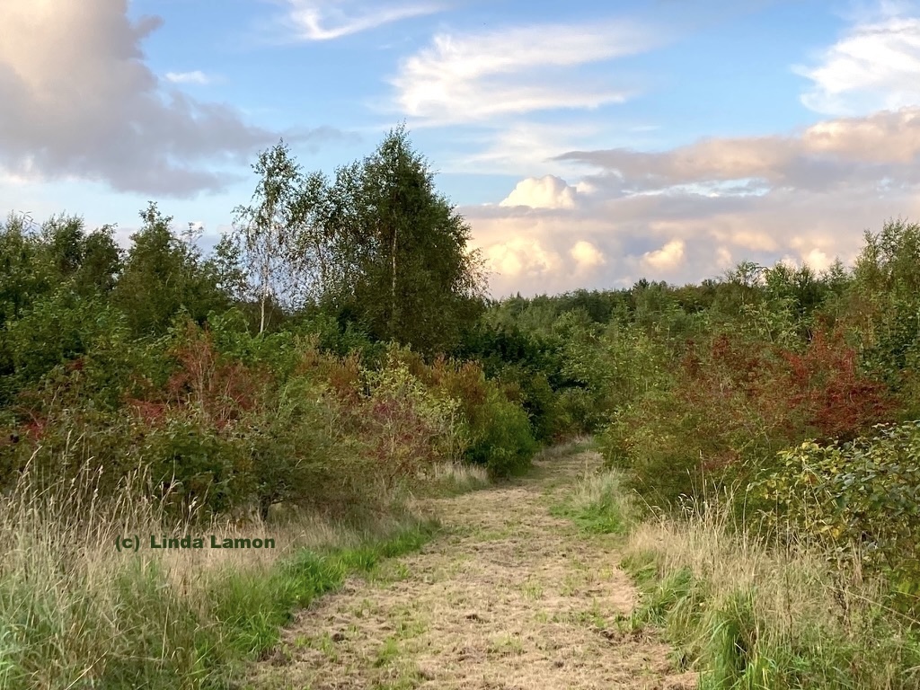 Linda Lamon tweet media