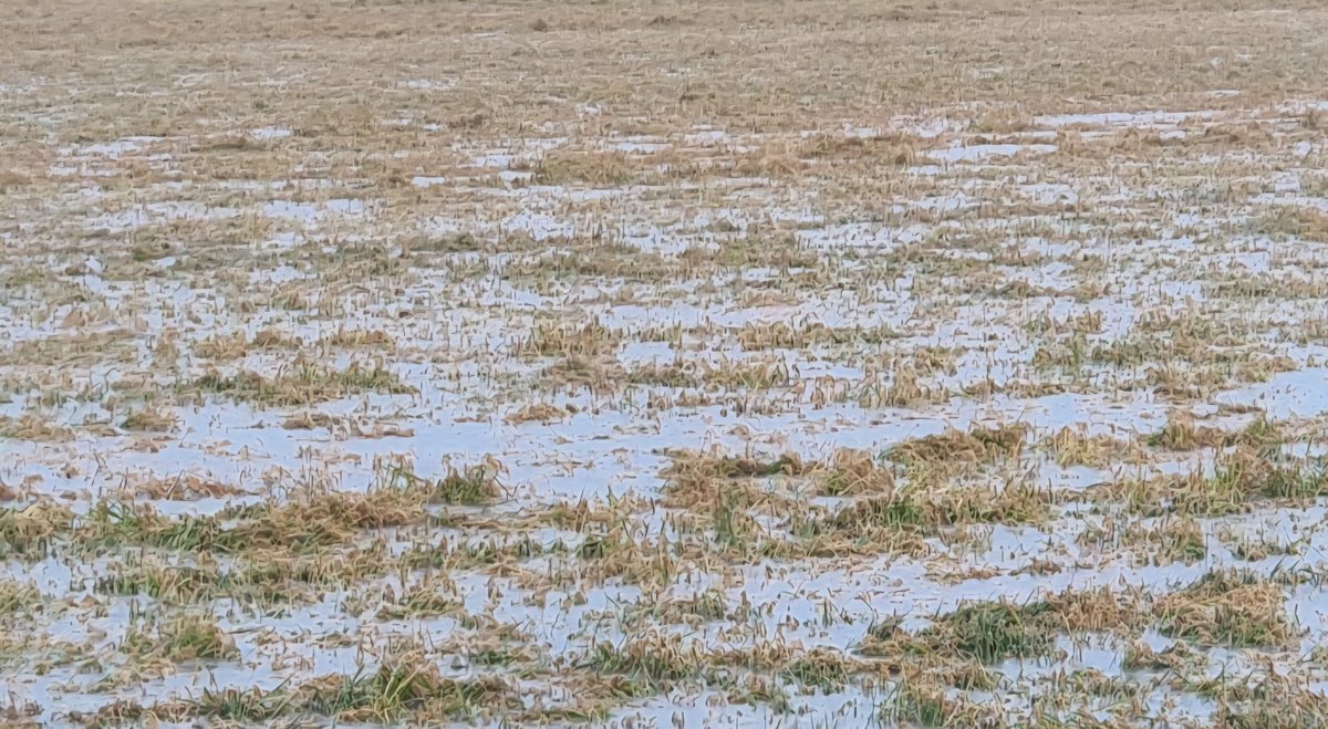 Literalment alguns arrossars s'han quedat sota l'aigua (amplieu foto) i molts al límit. Totes les grans bombes del Delta drenant a tope.
Danys col·laterals immensos al marge dret ja que al fer-se tot un lluent lo caragol poma s'ha escampat per totes les zones lliures de caragol.